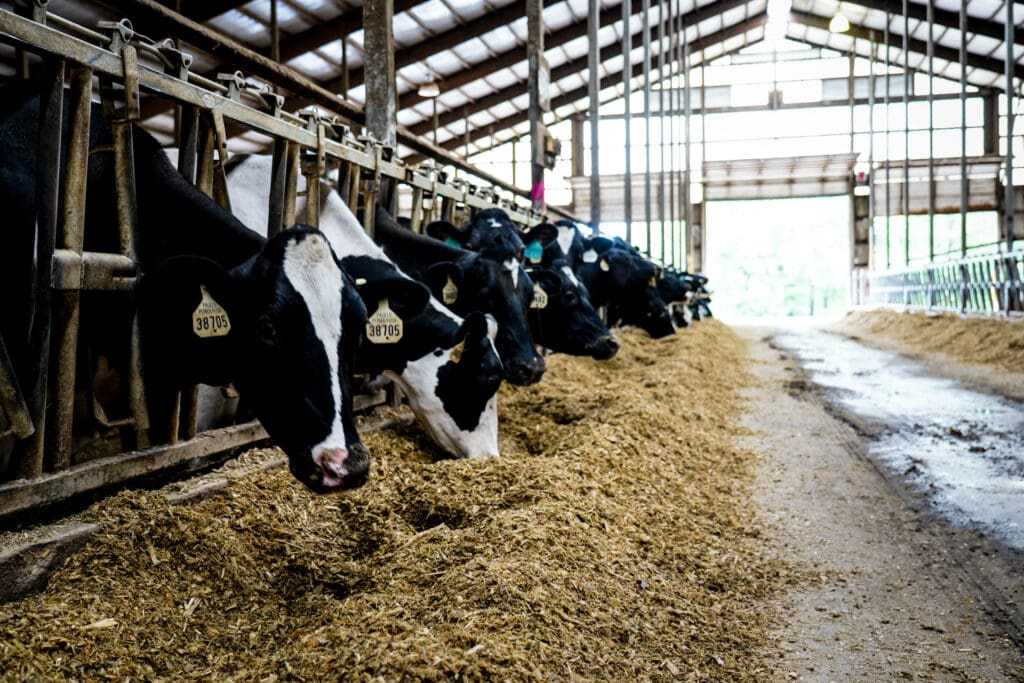 Ron's Wisconsin Cheese Cows #2