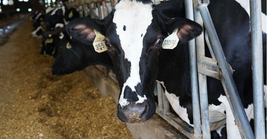 Pagel's Ponderosa Cow