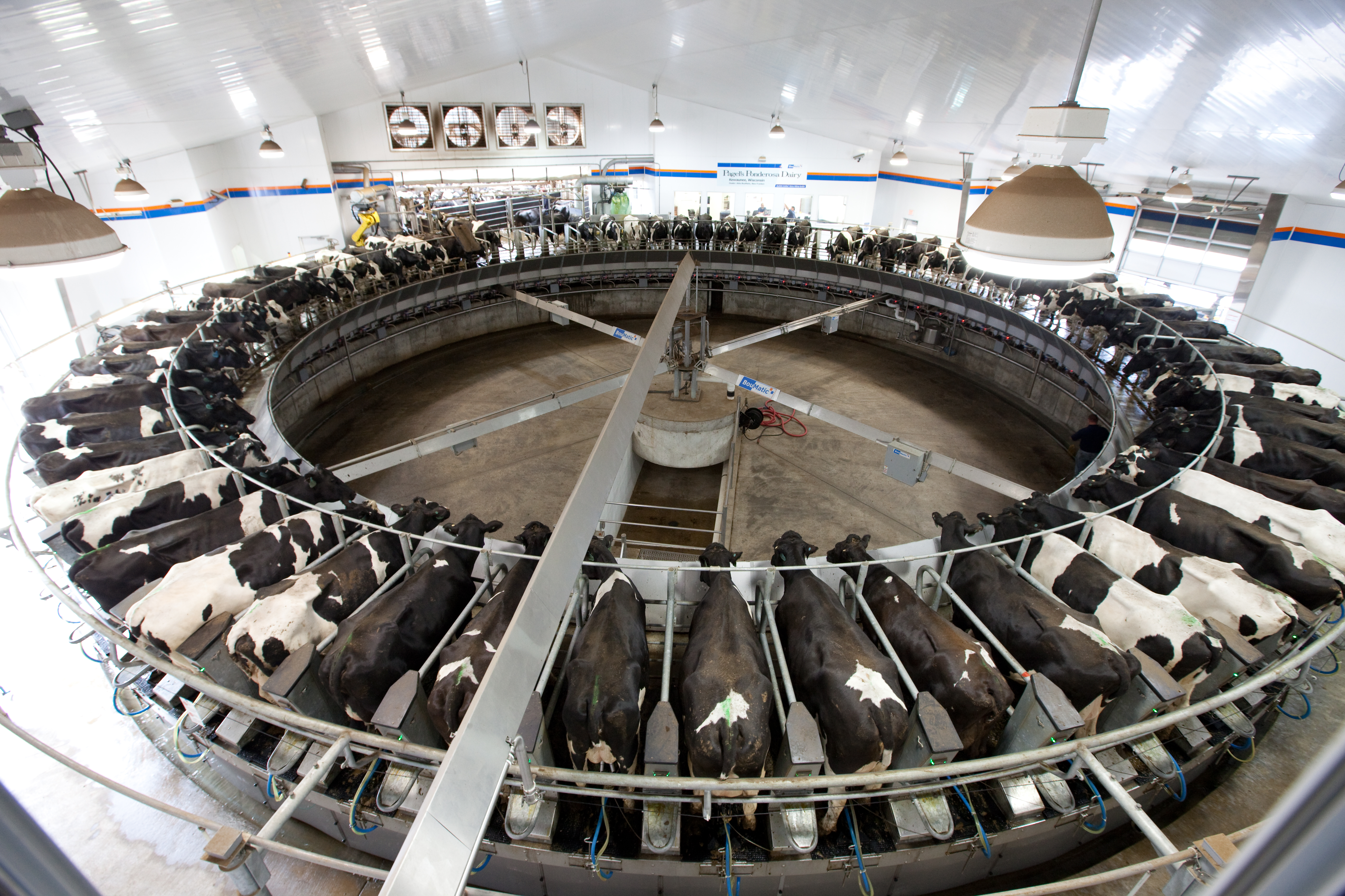 Pagels Cows on the Rotary
